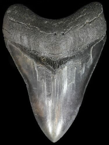 Serrated, Fossil Megalodon Tooth - South Carolina #42238